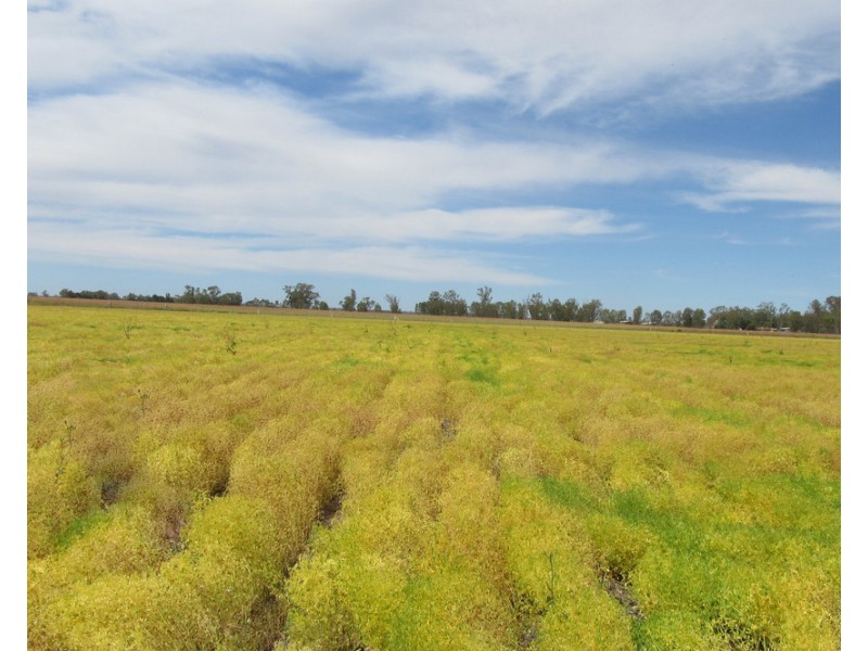 1383 Cobramunga Road, Swan Hill VIC 3585