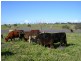 Young NSW 2594