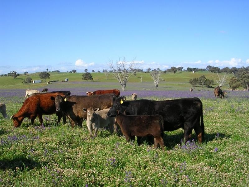 Young NSW 2594