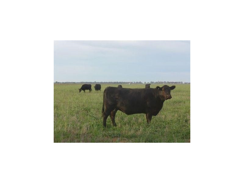 Beemelon Road, Burraboi NSW 2732