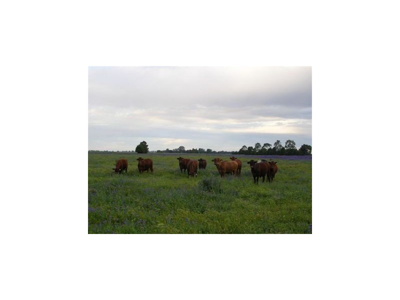 Beemelon Road, Burraboi NSW 2732