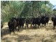 Beemelon Road, Burraboi NSW 2732