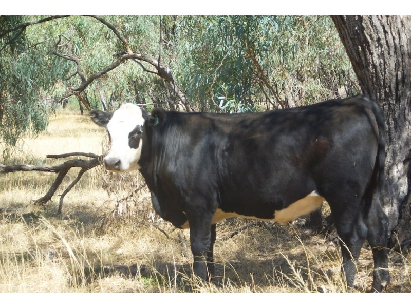 Beemelon Road, Burraboi NSW 2732