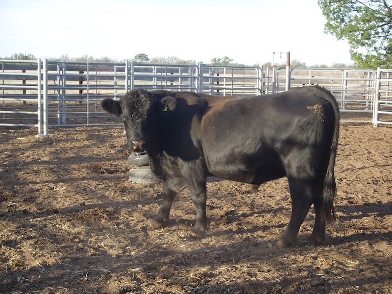 Beemelon Road, Burraboi NSW 2732