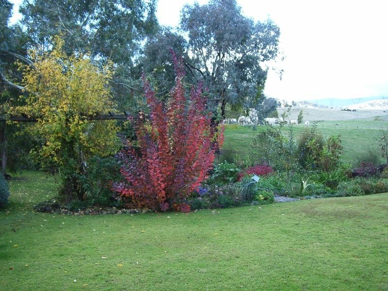 1377 Dederang-Yackandandah Road, Dederang VIC 3691