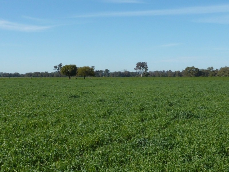 780 Burrandana Road, Mangoplah NSW 2652