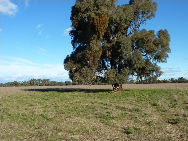 780 Burrandana Road, Mangoplah NSW 2652