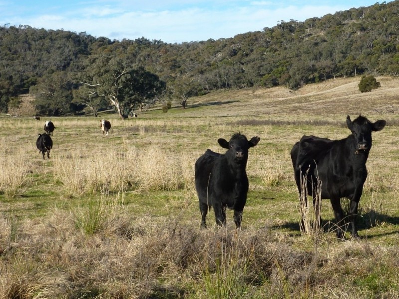 780  Burrandana Road, Mangoplah NSW 2652