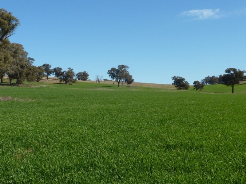 780 Sturt Highway, Borambola NSW 2650