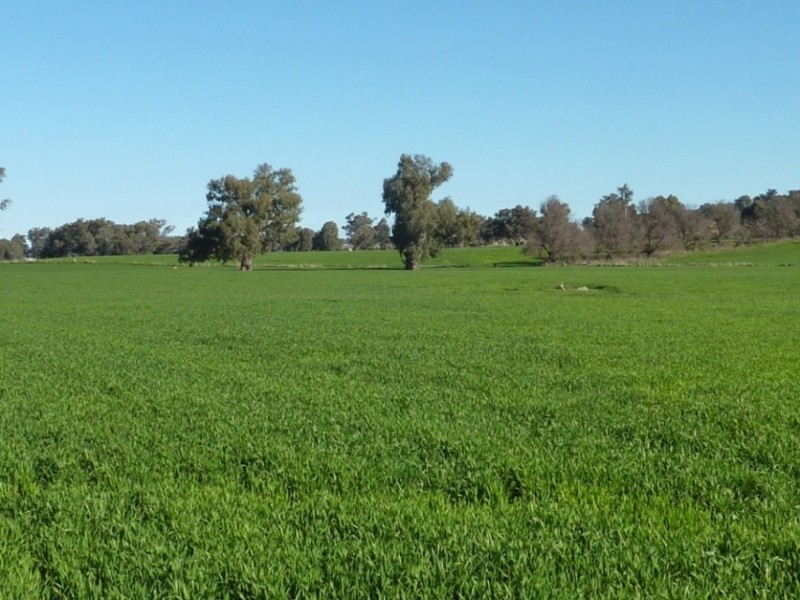 780 Sturt Highway, Borambola NSW 2650