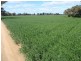 Tocumwal NSW 2714
