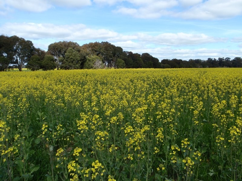 Tocumwal NSW 2714
