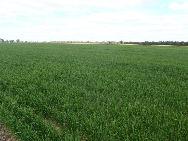 Tocumwal NSW 2714