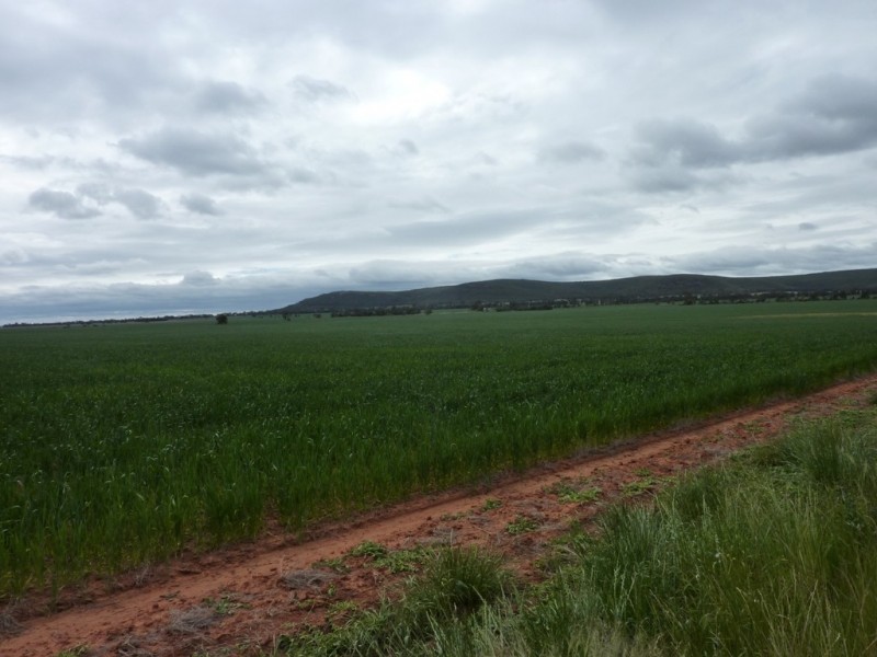 3100 Barellan Road, Coilnroobie, Narrandera NSW 2700