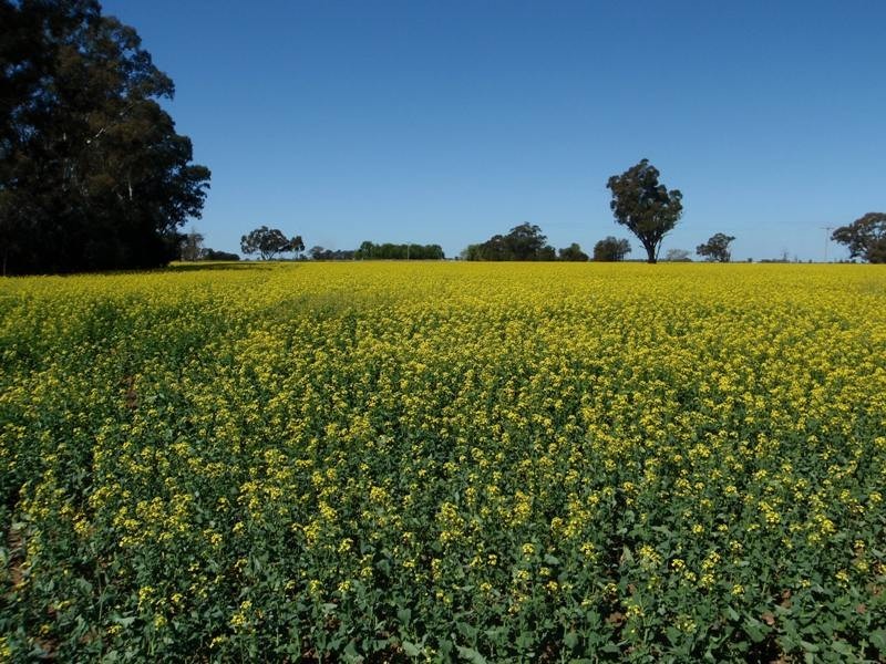 “Ceramic”, Moonee Swamp Road, Deniliquin NSW 2710