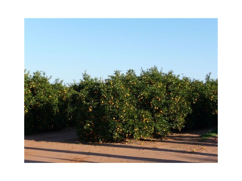 Lake Wyangan NSW 2680