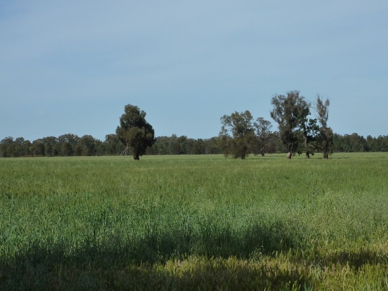 655 Deepwater Road, Matong NSW 2652