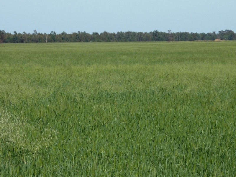655 Deepwater Road, Matong NSW 2652