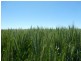 Campbellfields Road, Boorowa NSW 2586