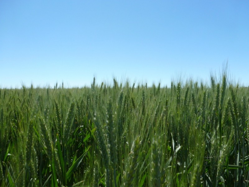 Campbellfields Road, Boorowa NSW 2586
