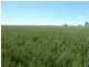 Campbellfields Road, Boorowa NSW 2586