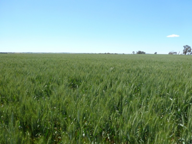Campbellfields Road, Boorowa NSW 2586