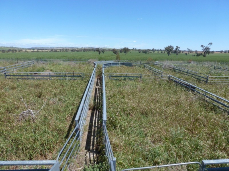 Campbellfields Road, Boorowa NSW 2586