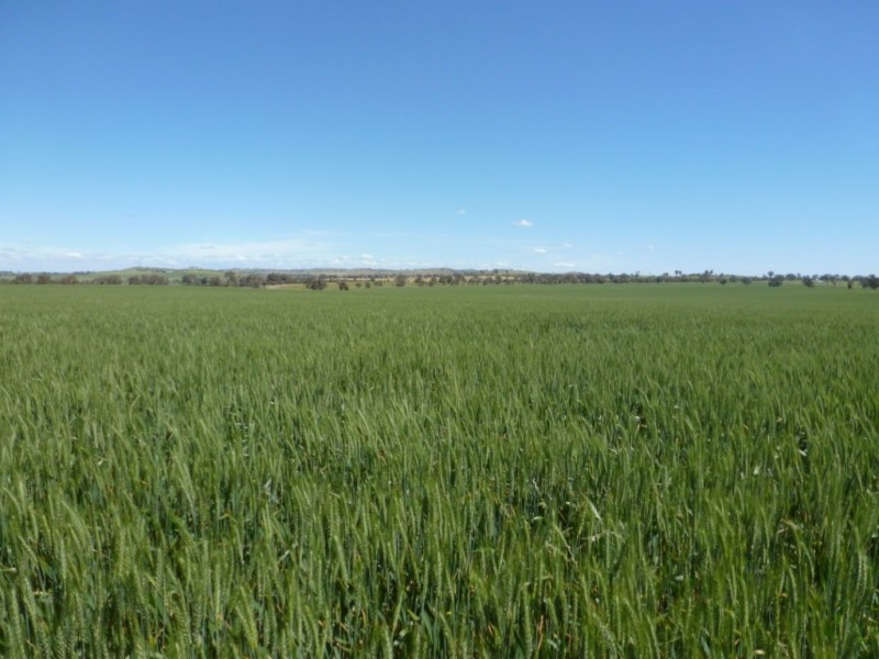 Campbellfields Road, Boorowa NSW 2586