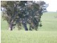 Campbellfields Road, Boorowa NSW 2586