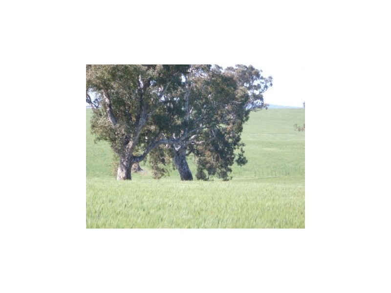 Campbellfields Road, Boorowa NSW 2586