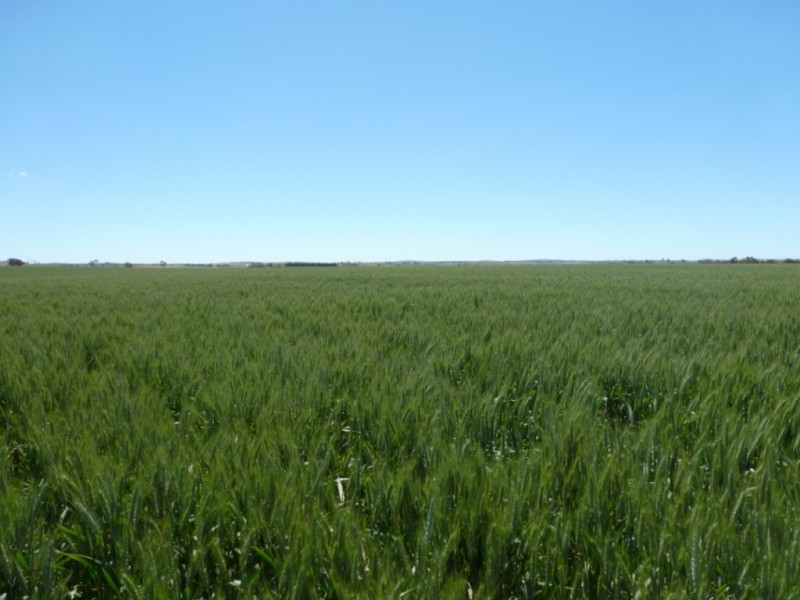 Campbellfields Road, Boorowa NSW 2586