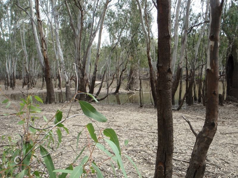 118 Boggy Creek Road, Deniliquin NSW 2710