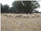 118 Boggy Creek Road, Deniliquin NSW 2710