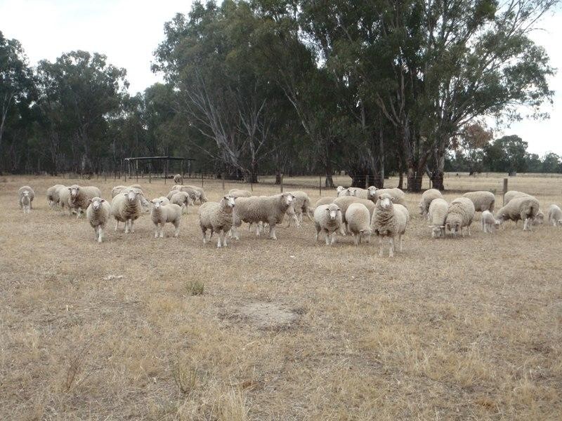 118 Boggy Creek Road, Deniliquin NSW 2710