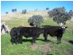 Bethanga VIC 3691