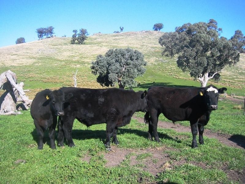 Bethanga VIC 3691