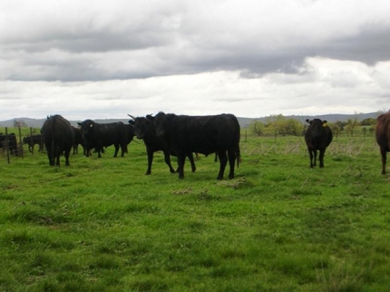 Hopefield Lane, Boorowa NSW 2586