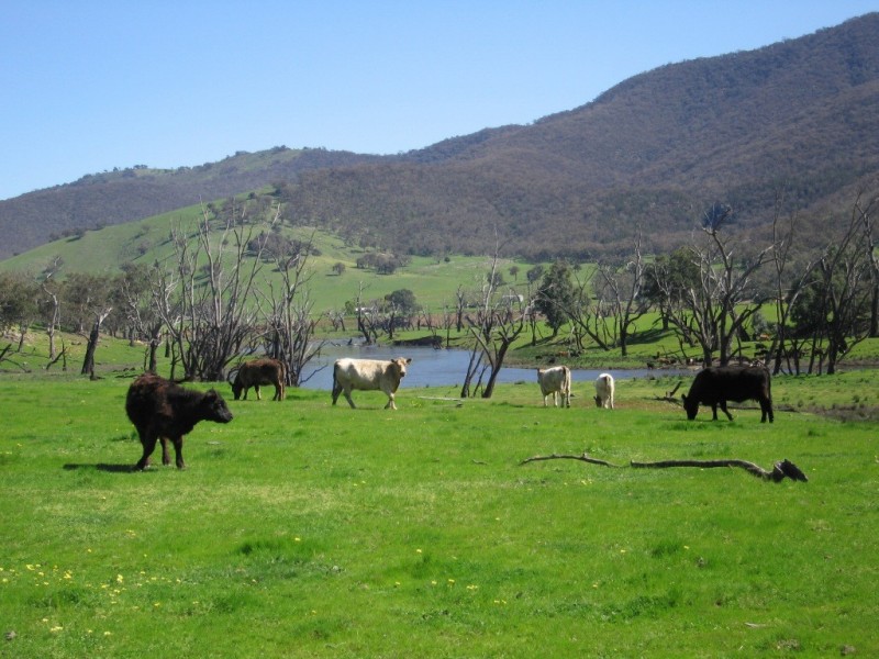 Thologolong VIC 3691