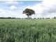 Berrigan NSW 2712
