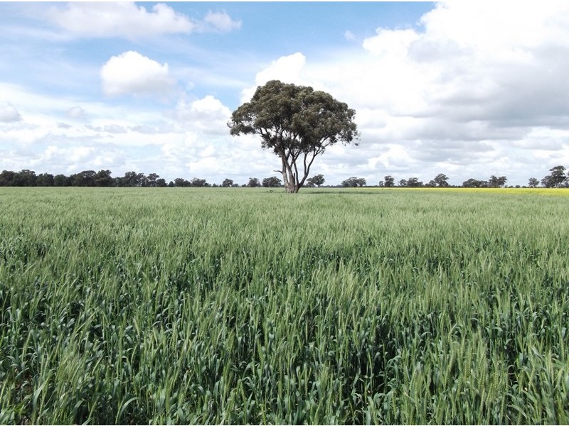 Berrigan NSW 2712