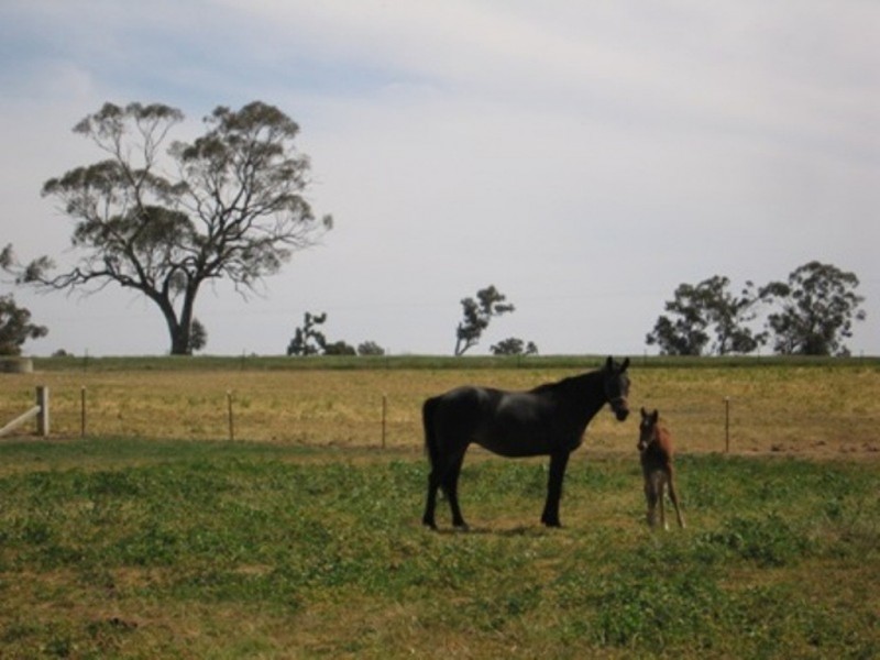 885 Gooramadda Road, Rutherglen VIC 3685