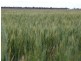Jerilderie NSW 2716