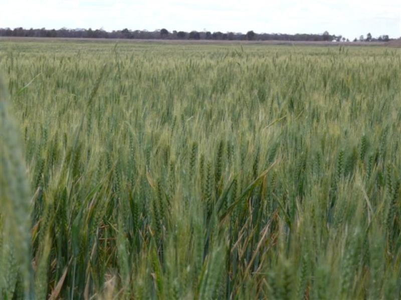Jerilderie NSW 2716