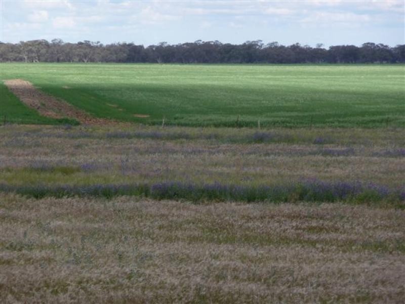 Jerilderie NSW 2716
