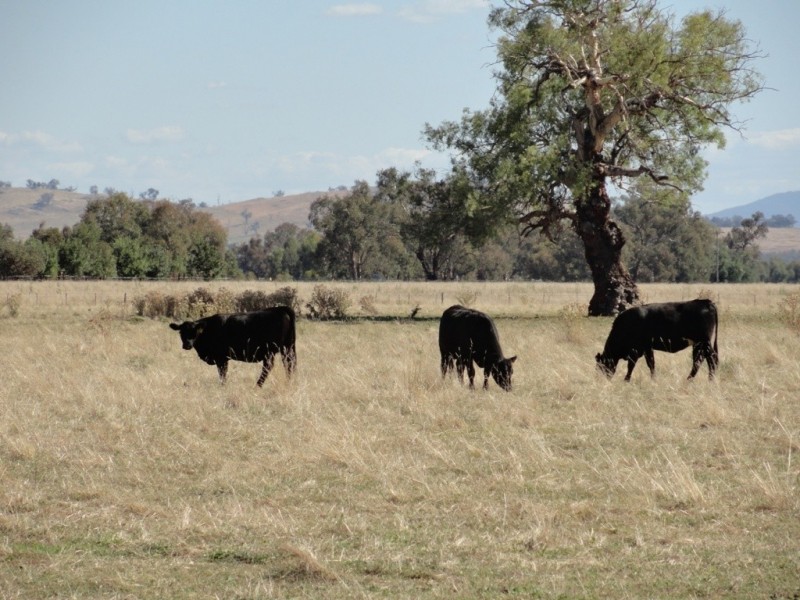 28 Plunkett Road, Bowna NSW 2644