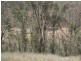 - Greenmantle Road, Bigga NSW 2583