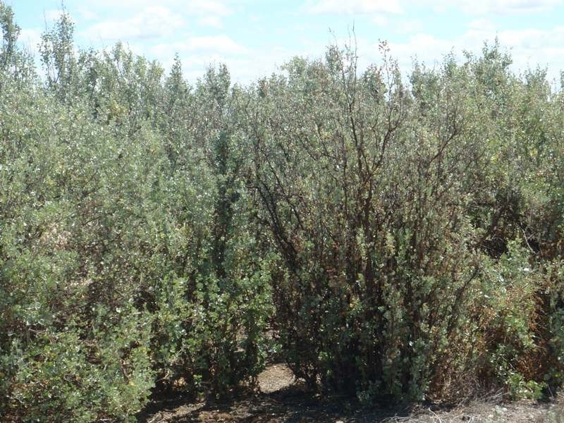 Yerrinbool and Kempsey, Hay NSW 2711