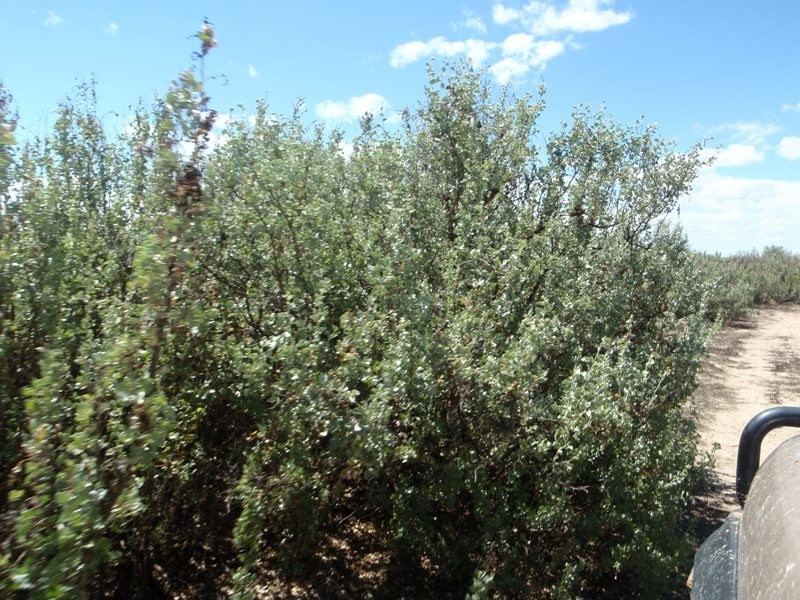 Yerrinbool and Kempsey, Hay NSW 2711