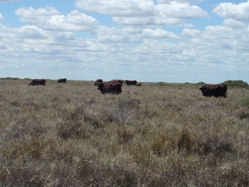 Yerrinbool and Kempsey, Hay NSW 2711