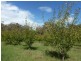 - Olympic Way, Young NSW 2594